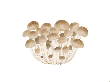 しめじ しめじ,ぶなしめじ,きのこ,手描き,リアルのイラスト素材