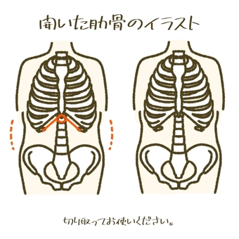 開いた肋骨のイラスト　リブフレア 肋骨,くびれ,姿勢,健康,美容,鍼灸院,接骨院,骨格矯正,骨盤矯正,姿勢改善のイラスト素材
