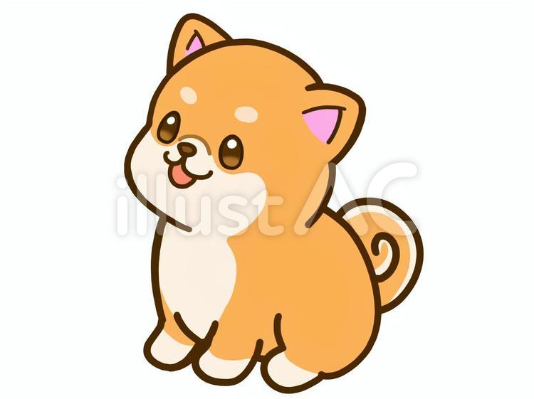 おすわり柴犬 柴犬,犬,動物のイラスト素材