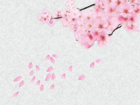 Illustration, cherry blossoms, pink, spring, 