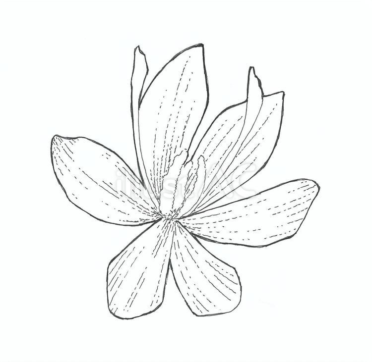 【手描き】サフランの花の線画イラスト サフラン,花,秋のイラスト素材