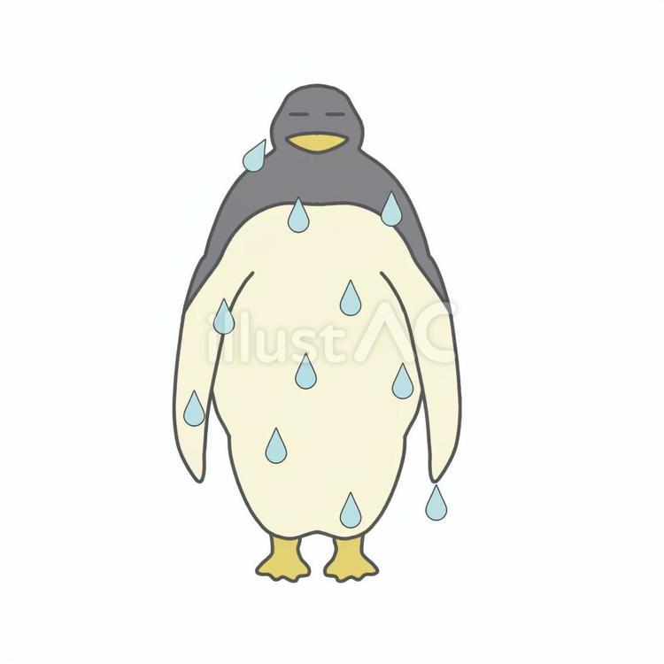 ペンギン　汗かき ペンギン,動物,汗かきのイラスト素材