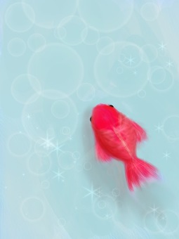 金魚 金魚 生き物,金魚,赤のイラスト素材
