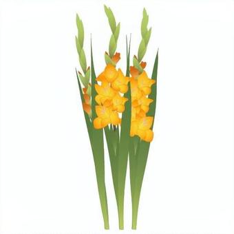 Illustration, gladiolo, tosho colazione, iris olandese, 