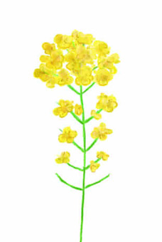 rape blossoms, rape blossoms, spring, plant, JPG and PNG