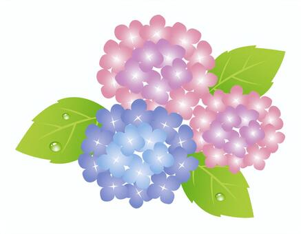 hydrangea, JPG and EPS hydrangea, , JPG and EPS