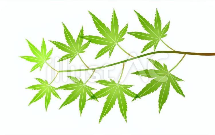 緑のモミジイラスト No 無料イラストなら イラストac