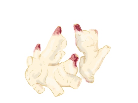 新生姜 新ショウガ,ショウガ,野菜,薬味,リアル,手描きのイラスト素材