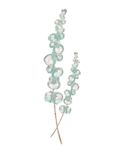 水彩のユーカリ ユーカリ,枝,ドライフラワー,植物,かわいい,おしゃれ,ボタニカル,葉,緑,ハーブのイラスト素材