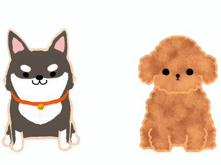 黒柴とトイプー 生き物,動物,ペット,犬,小型犬,トイプードル,シバ犬,黒柴,かわいい,飼育のイラスト素材