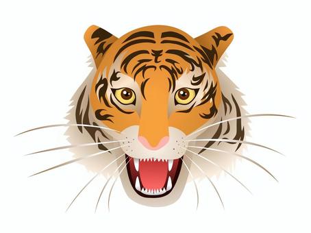 Illustration, tiger, animal, felidae, 