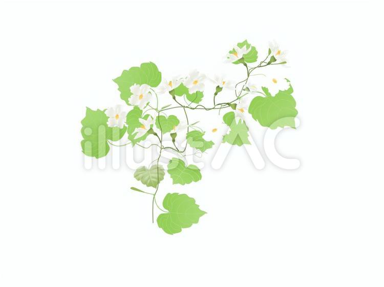 ひょうたんの花（ユウガオ） ゆうがお,夕顔,ユウガオのイラスト素材