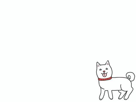 白柴犬フレーム 柴犬,白色,フレーム,カワイイ,動物,ペットのイラスト素材