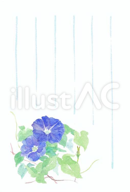 季節のはがき【夏・朝顔2201】罫あり 朝顔,青,花のイラスト素材