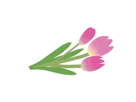 Tulips, tulip, flower, flower, JPG and PNG