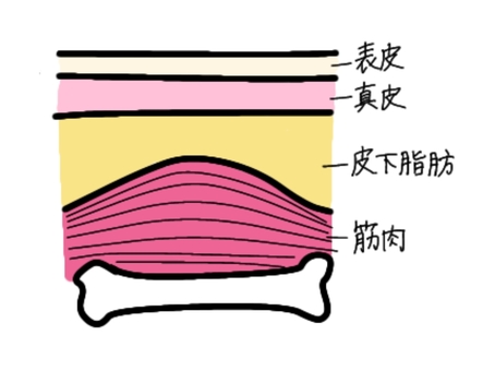 皮膚の構造 ラベル付き 皮膚の構造 ラベル付き 看護,医療,医学教材,看護学生,医療資料,背景透過,カラーイラスト,シンプル,手描き,医療イラストのイラスト素材