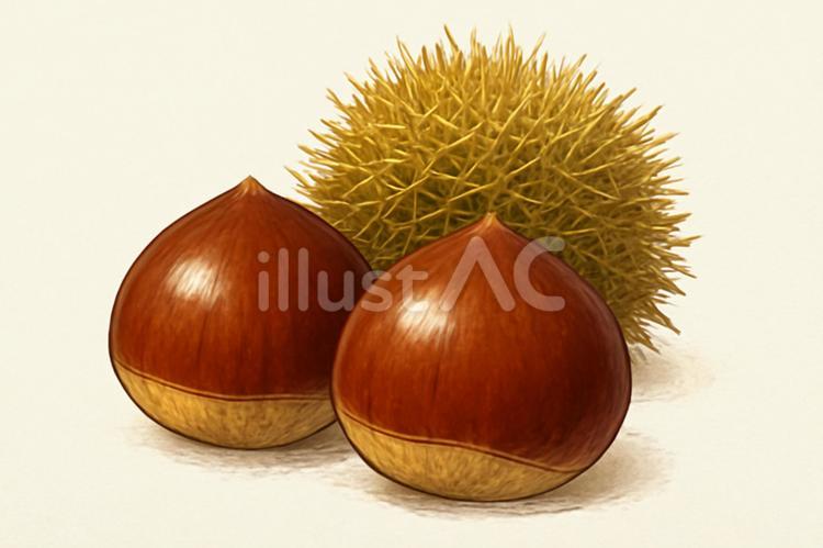 秋の味覚、栗 栗,秋,食べ物のイラスト素材