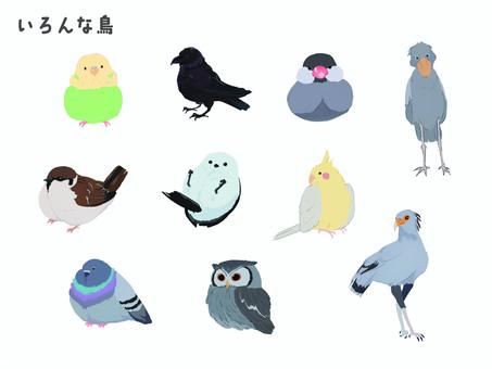 Various birds, JPG and PNG Various birds, bird, parakeet, crow, JPG and PNG
