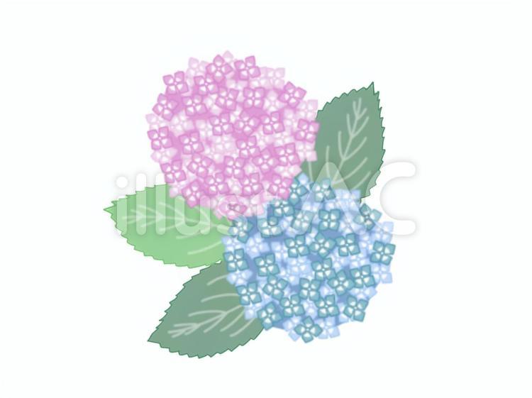 アジサイ アジサイ,紫陽花,あじさいのイラスト素材