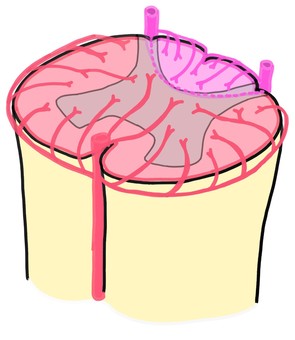 脊髄の断面の動脈支配 脊髄,脊髄断面,動脈,前脊髄動脈,後脊髄動脈のイラスト素材