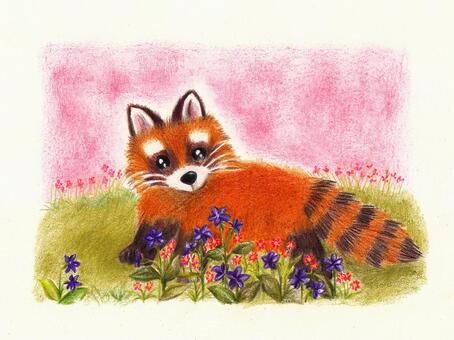 Walk in flower garden, lesser panda, animal, color pencil drawing, JPG and PNG