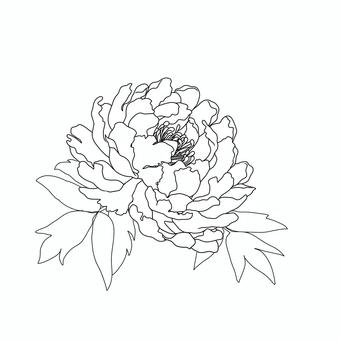 牡丹の花・線画 ボタン,牡丹,線画,花,植物のイラスト素材