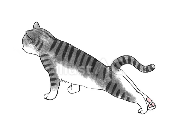 伸びている猫　サバトラ 猫,ペット,動物のイラスト素材