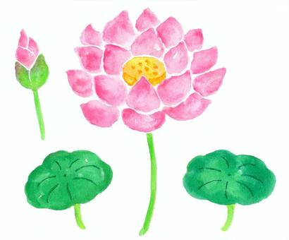 Watercolor lotus flower 1, lotus, hand drawn, watercolor, JPG