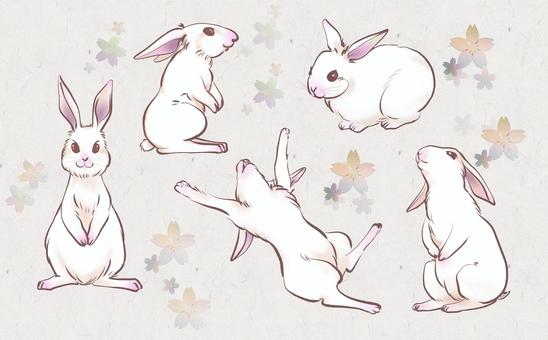 Hand drawn brush touch white rabbit 5 types set, JPG and PNG Hand drawn brush touch white rabbit 5 types set, rabbit, rabbit, zodiac, JPG and PNG