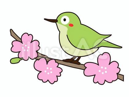 桜の木の枝にとまるメジロ