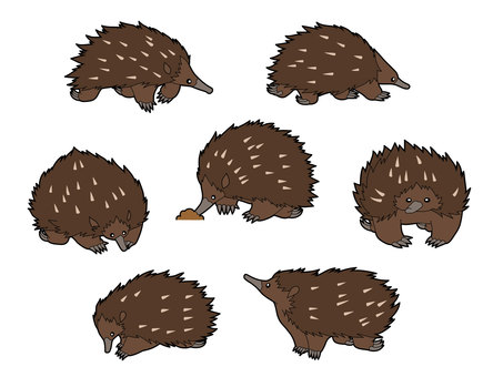 ハリモグラ７種 ハリモグラ,動物園,野生動物,珍獣,可愛い,面白い,トゲトゲ,横顔,正面顔,歩くのイラスト素材