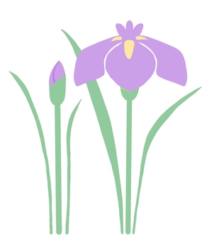calamus, JPG and PNG calamus, ирис, цветок, весна, JPG and PNG
