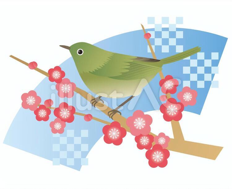 うぐいすと青い扇 うぐいす,春,年賀状のイラスト素材