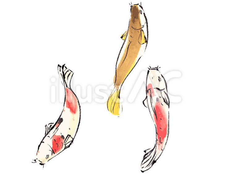 《手描き素材》コイ 鯉,こい,コイのイラスト素材