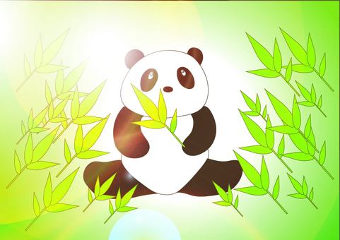 朝日に包まれたパンダ パンダ,笹,輝き,朝日,動物のイラスト素材