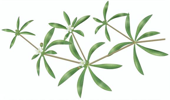 クルマバザクロソウ／1 クルマバザクロソウ,車葉柘榴草,白,花,夏,秋,雑草,野草,外来種,帰化のイラスト素材