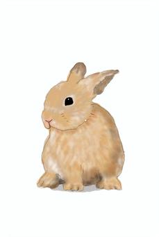 Illustration, un lapin, animal domestique, animal, 