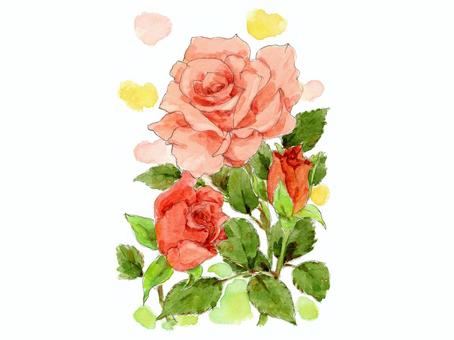 dark salmon pink rose, , JPG, PNG and EPS