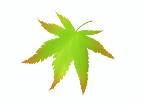 青もみじの葉のイラスト 青もみじ,紅葉,葉,グラデーション,初夏,イラストのイラスト素材