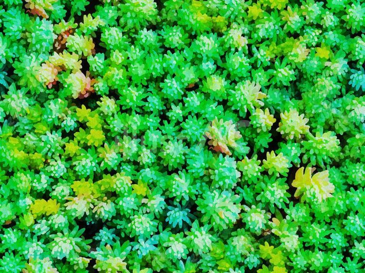 エンボス加工のシームレスな多肉植物 多肉植物,マンネングサ,常緑のイラスト素材