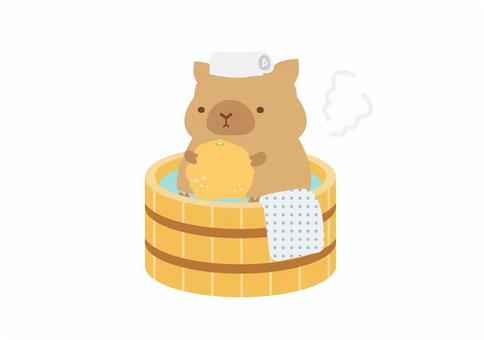 ゆず湯を楽しむかわいいカピバラ ゆず,食べ物,冬至,動物,カピバラ,ゆず湯,冬,桶,お風呂,かわいいのイラスト素材
