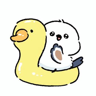 シマエナガ_アヒルの浮き輪_02 シマエナガ,鳥,動物,手描き,ラフ,アヒル,浮き輪,乗る,夏休み,バカンスのイラスト素材