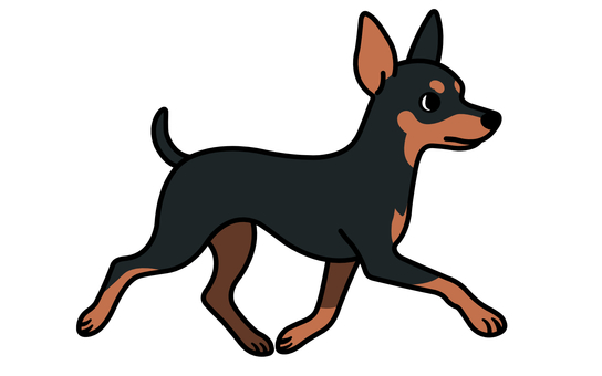 ミニチュアピンシャー ミニチュアピンシャー ミニチュアピンシャー,小型犬,ペット,かわいい,黒,茶色のイラスト素材