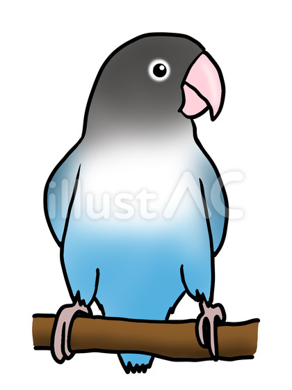 ブルーボタンインコ