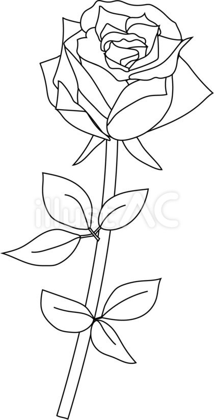 ばらの花の線画