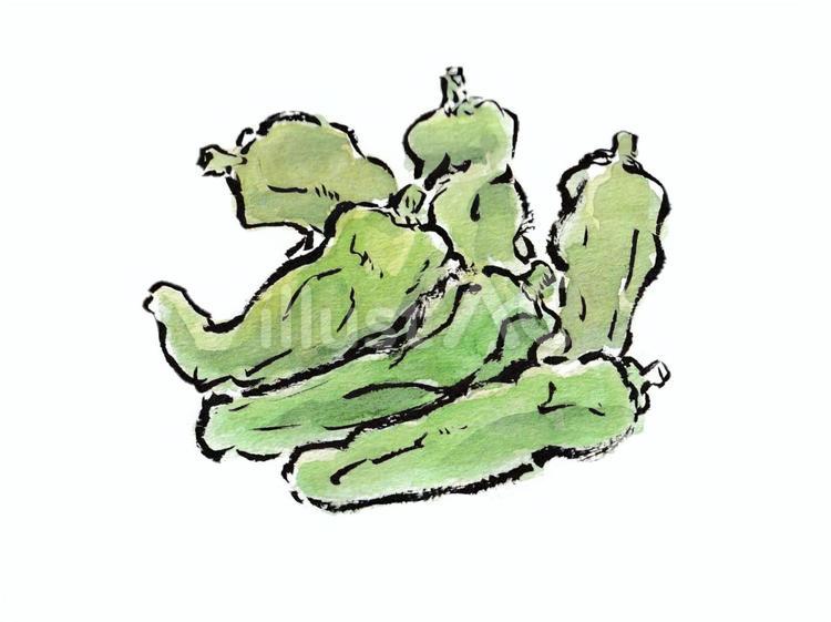 時々ピリッと辛い　絵手紙風のししとう ししとう,野菜,夏野菜のイラスト素材