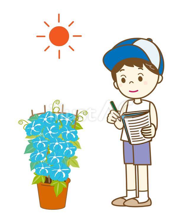 あさがおの観察2 朝顔,観察,ノートのイラスト素材