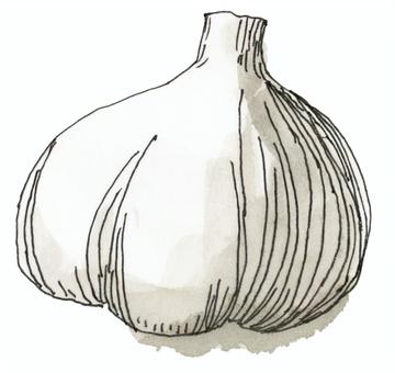 ニンニク ニンニク,大蒜,葫,和製,ハーブ,薬味,家庭菜園,水彩のイラスト素材
