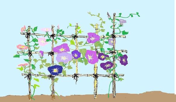 morning glory, JPG morning glory, , JPG