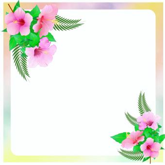 Hibiscus frame, JPG and PNG Hibiscus frame, hibiscus, frame, real, JPG and PNG